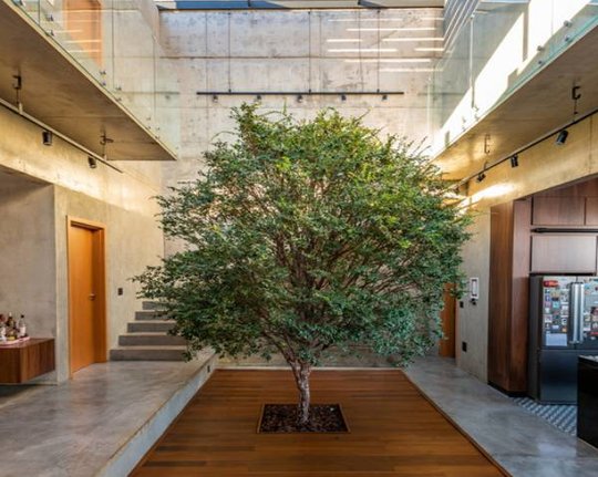 Projects With Indoor Trees